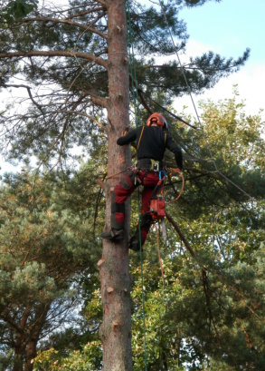 This is a picture of one of the tree removal projects of NWA Brothers Tree Service.