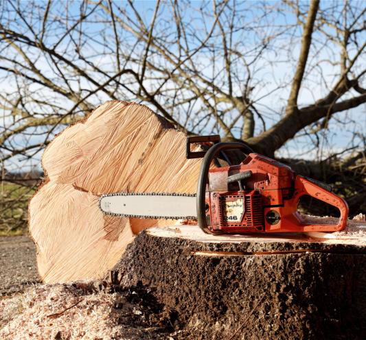 This is a picture of one of the tree removal projects of NWA Brothers Tree Servic in Fayetteville, AR.