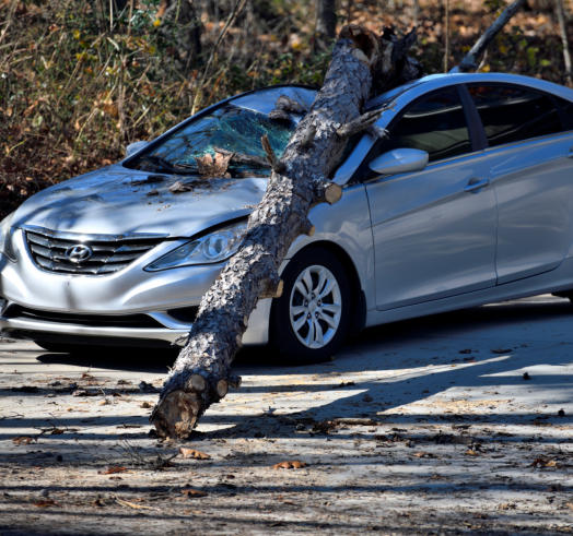 NWA Brothers Tree Service can help out with tree removal for an emergency service.